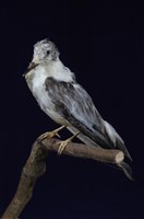 藏品(燕鷗)的圖片